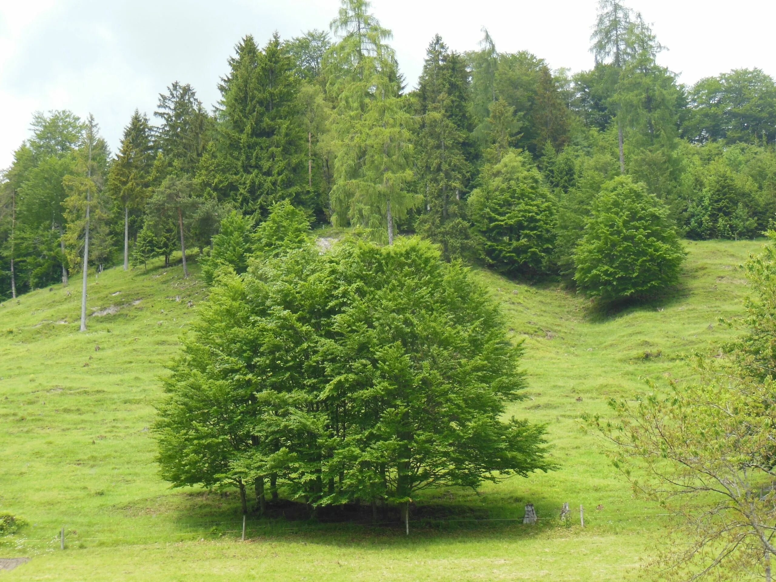 Лесной куст фото Evergreen Trees: Do We Need Them in the City? - Topos Magazine