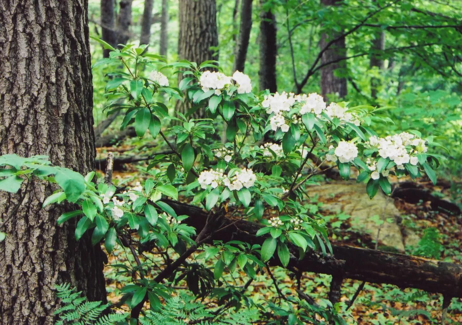 Лесной кустарник фото Mountain laurel.