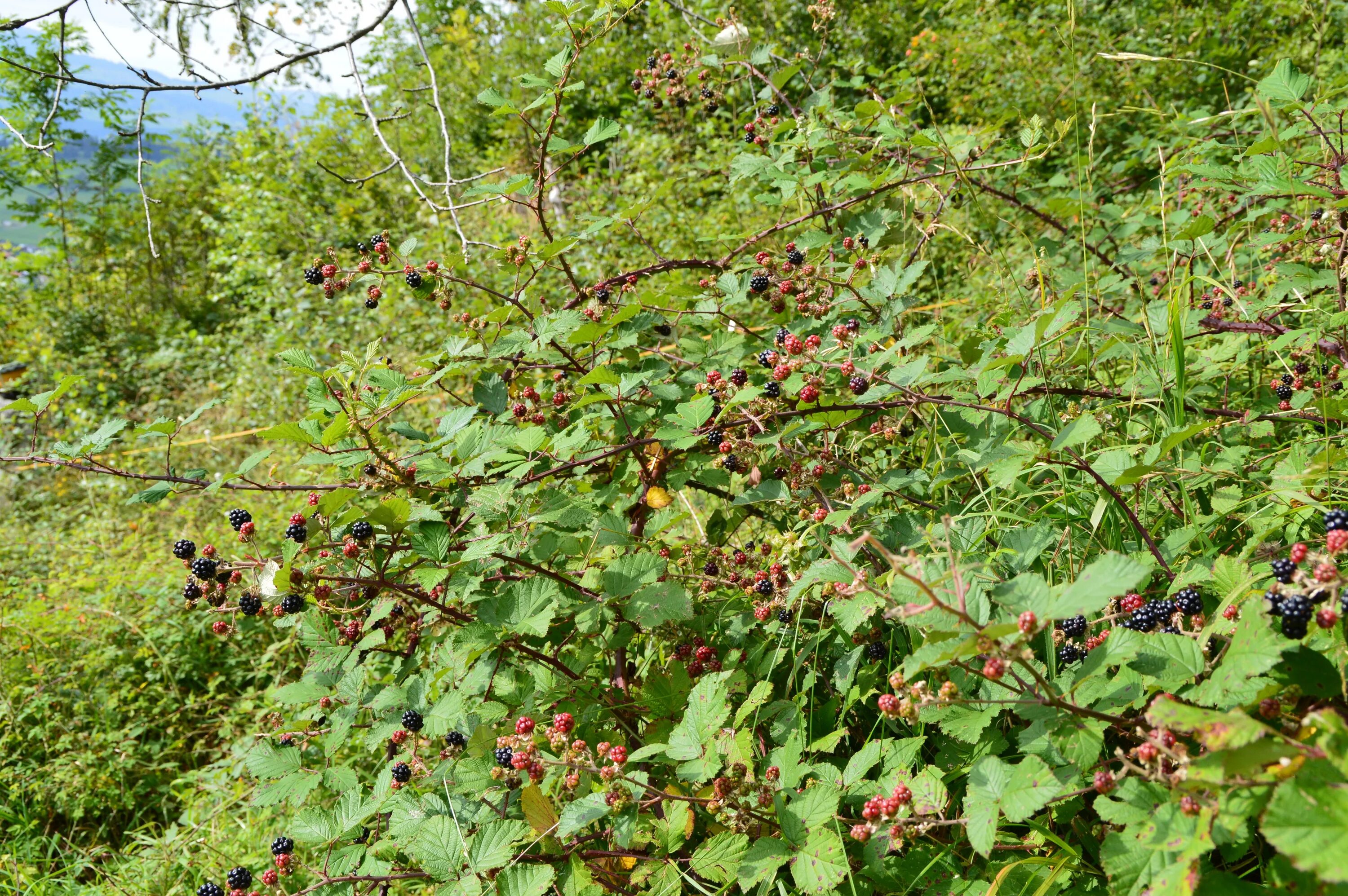 Лесной кустарник фото Blackberry plants in forest free image download