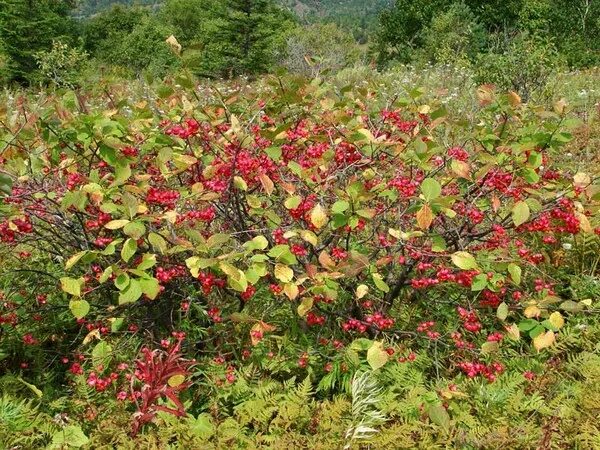 Лесной кустарник фото Бересклет священный (50 семян).