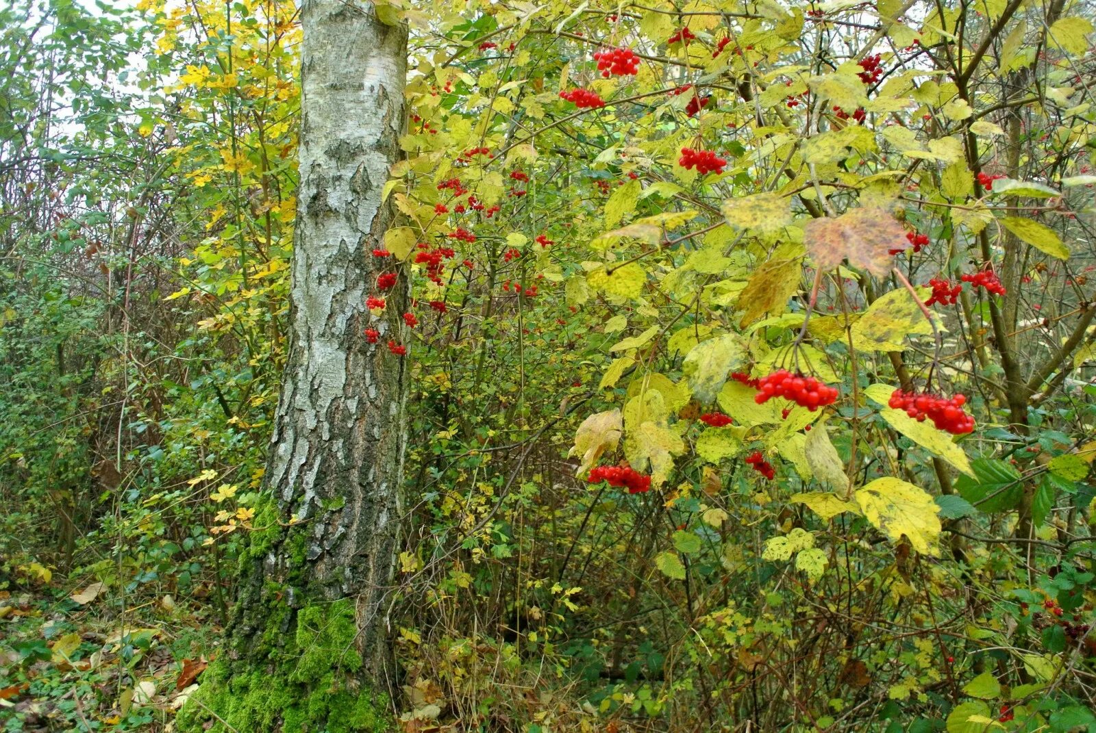 Лесной кустарник фото Wallpaper : trees, garden, branch, Evergreen, autumn, leaf, flower, season, flor