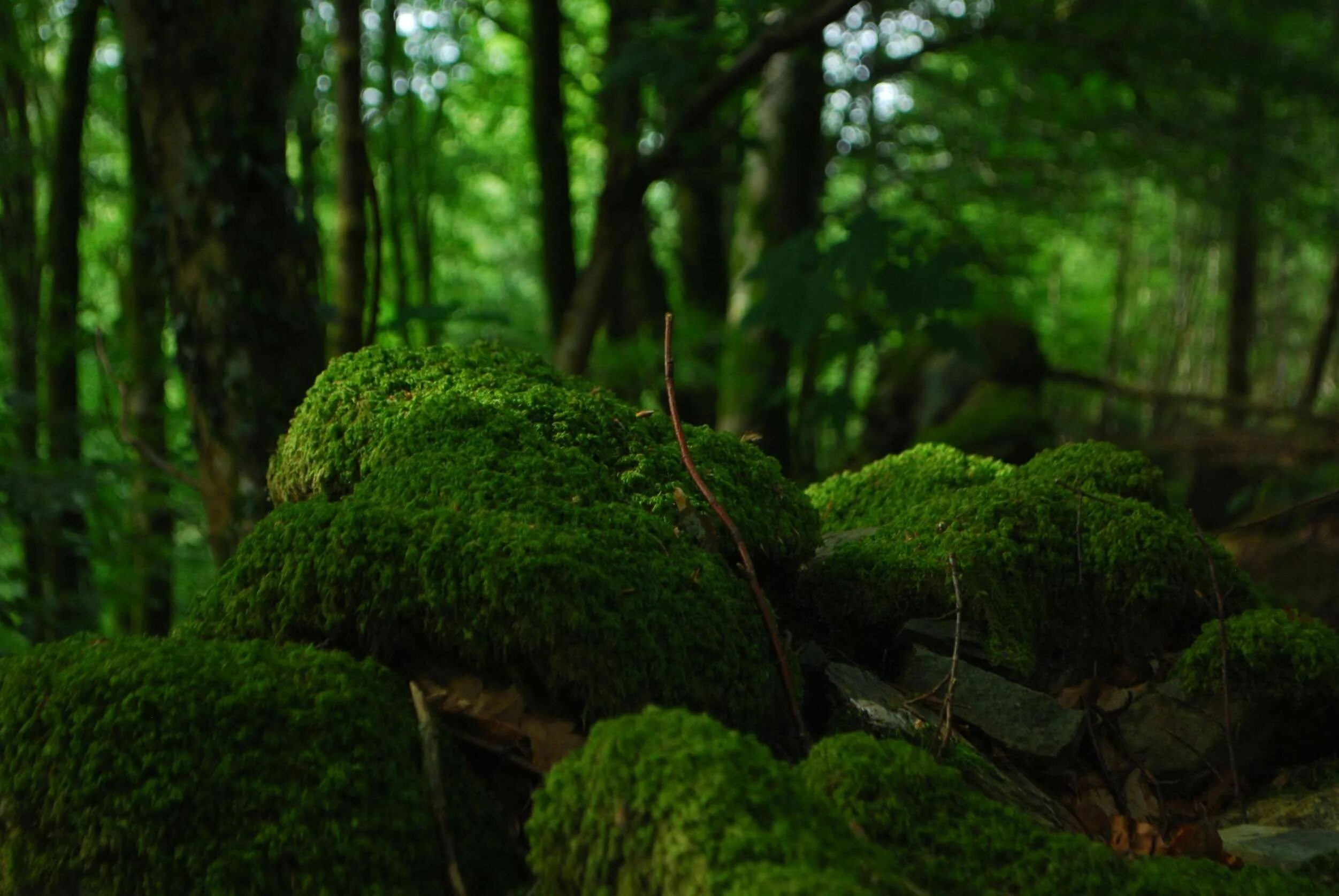 Лесной мох фото #forest #green #moss #nature #trees #woods Vegetation, Outdoor, Forest pictures