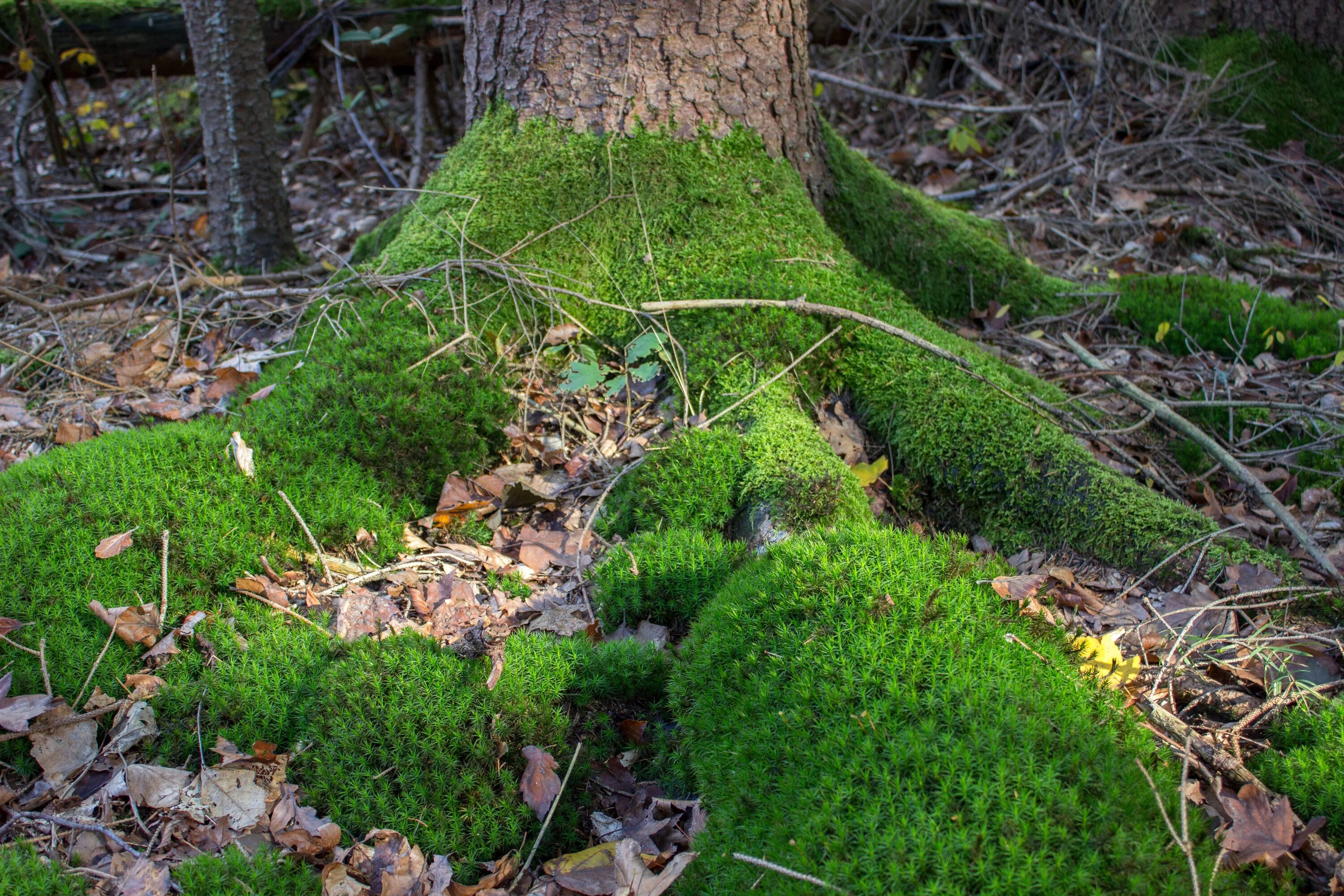 Лесной мох фото Free Images : nature, forest, lawn, leaf, flower, moss, stream, log, green, soil