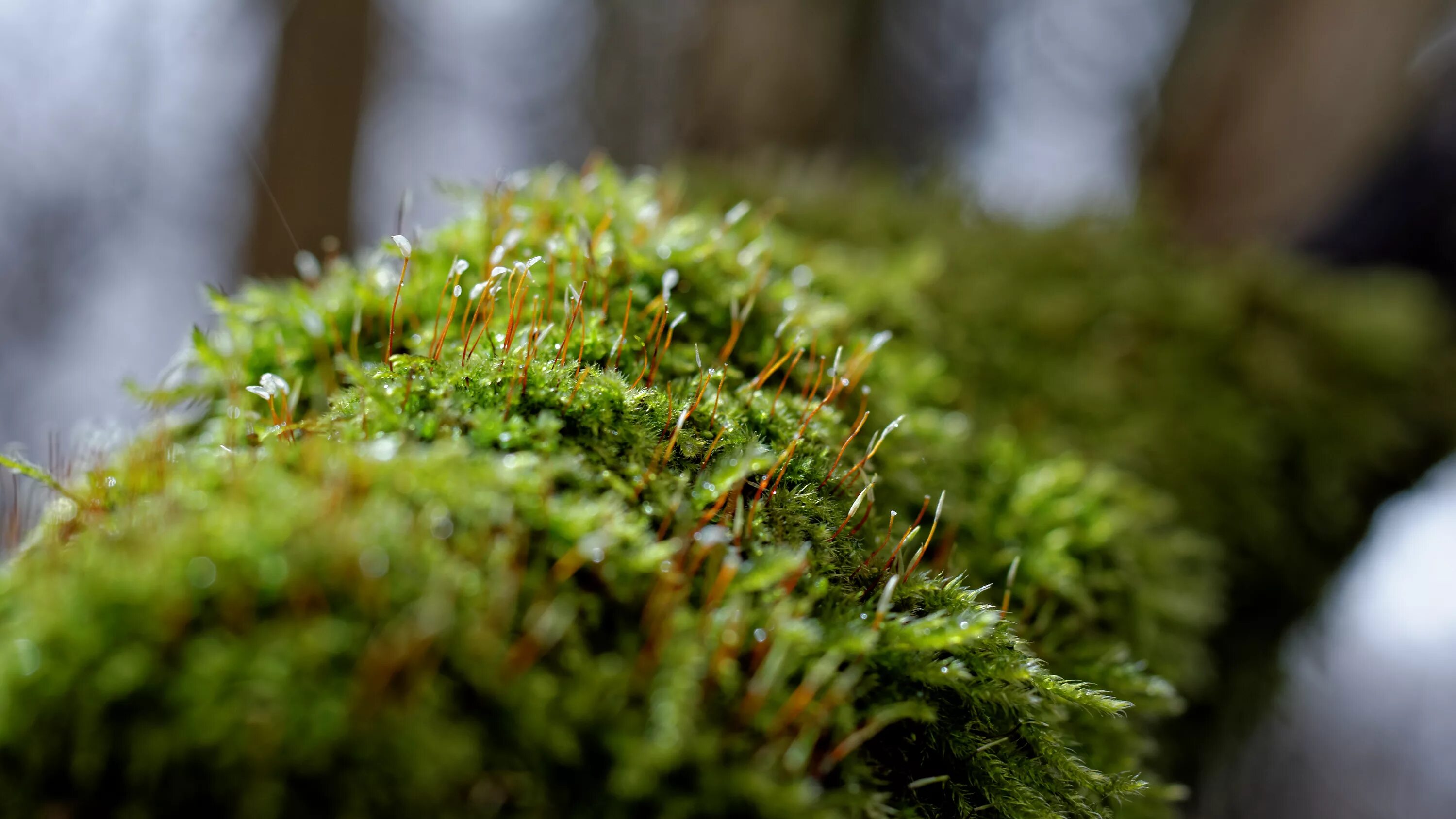 Лесной мох фото Wallpaper : floweringmoss, forest, flower, flora, spring, springtime, verdure, c