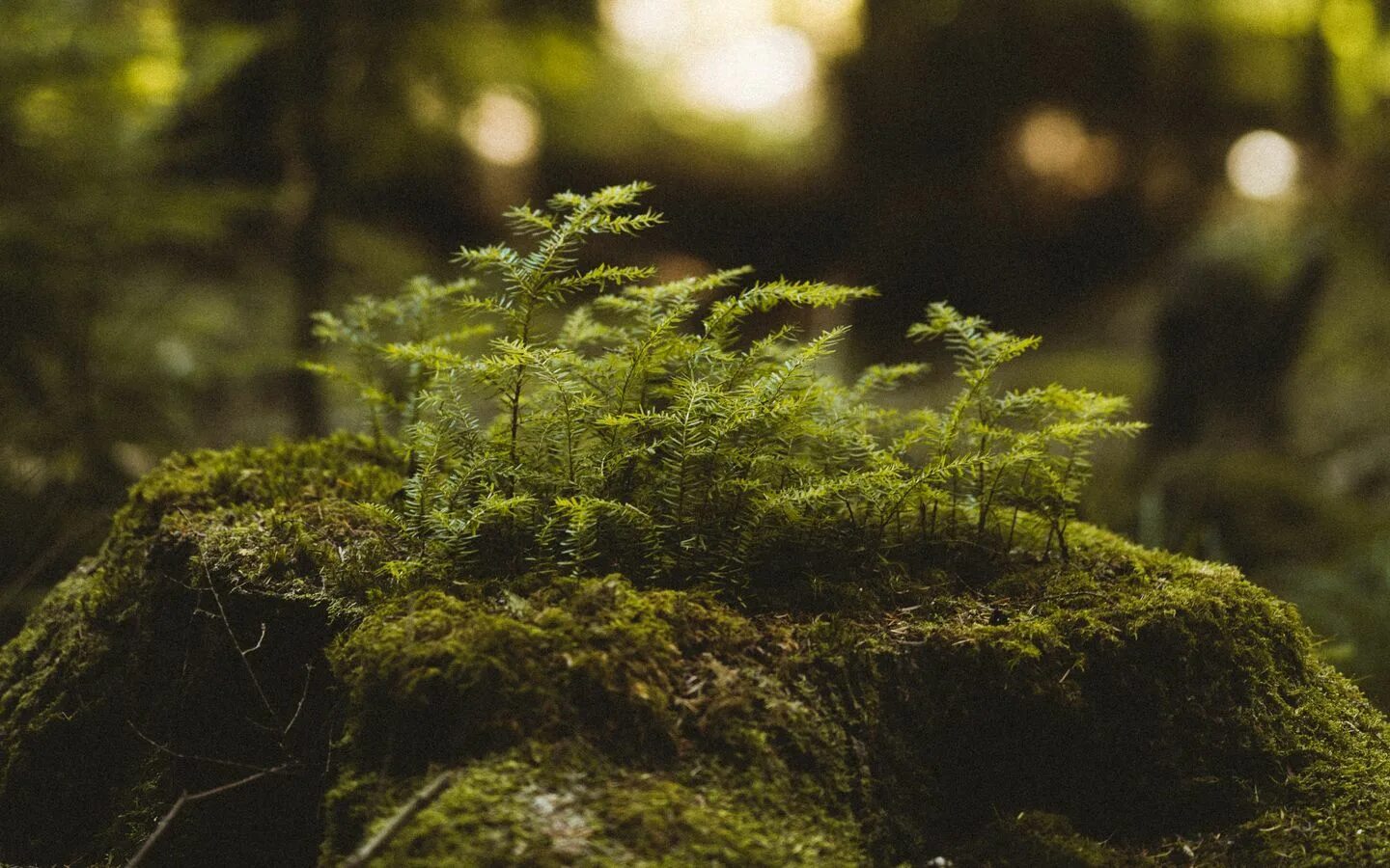 Лесной мох фото Download wallpaper 1440x900 moss, tree stump, plant, forest widescreen 16:10 hd 