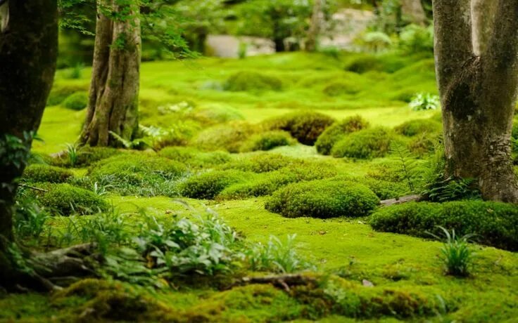 Лесной мох фото Устойчивые к вытаптыванию мхи и травянистые многолетники Growing moss, Moss gard