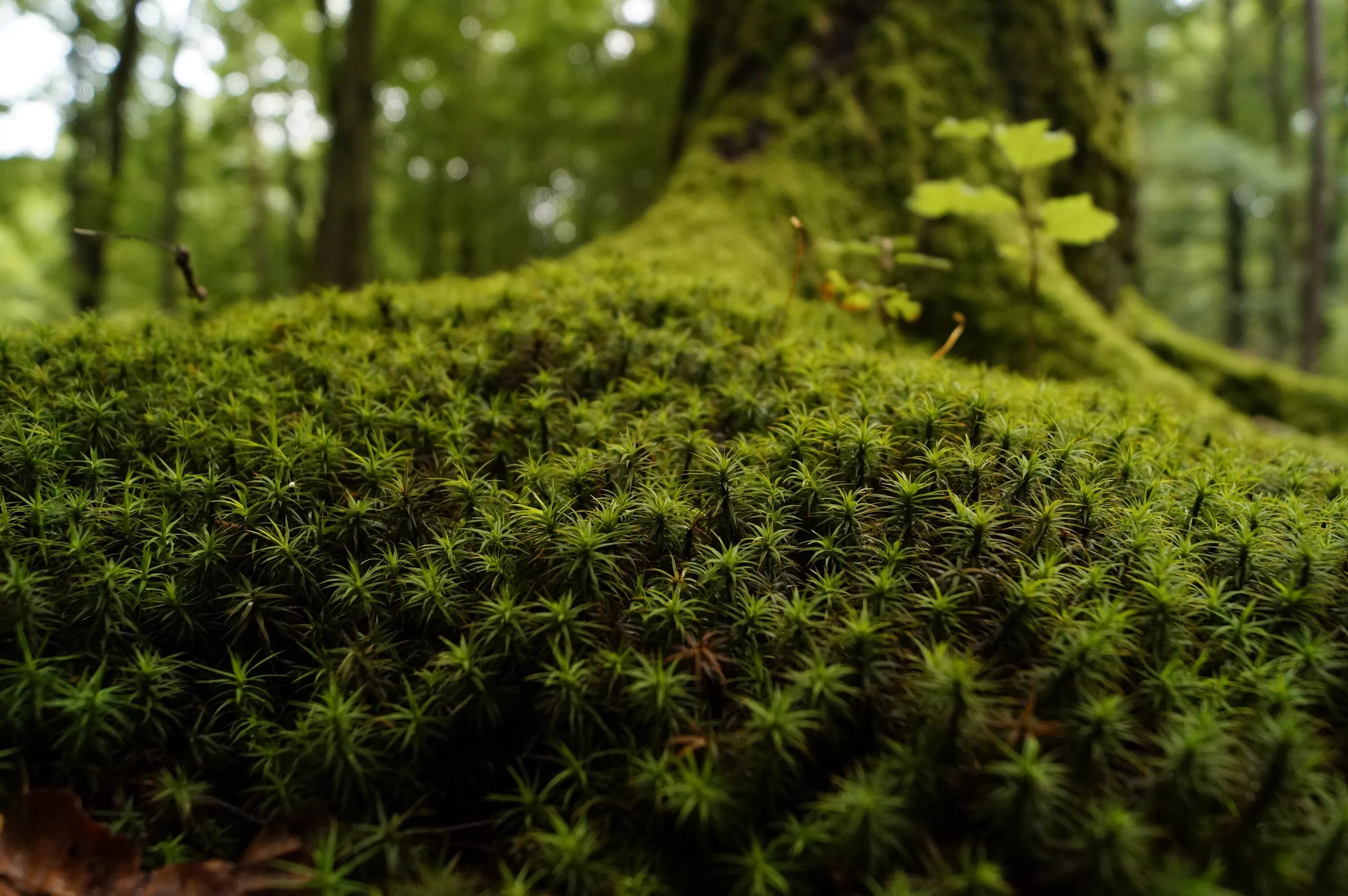 Лесной мох фото Free Images : tree, nature, grass, wood, lawn, sunlight, leaf, flower, summer, m