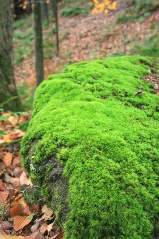 Лесной мох фото Growing Rock Cap Moss Urban garden, Gardening for beginners, Vegetable garden fo