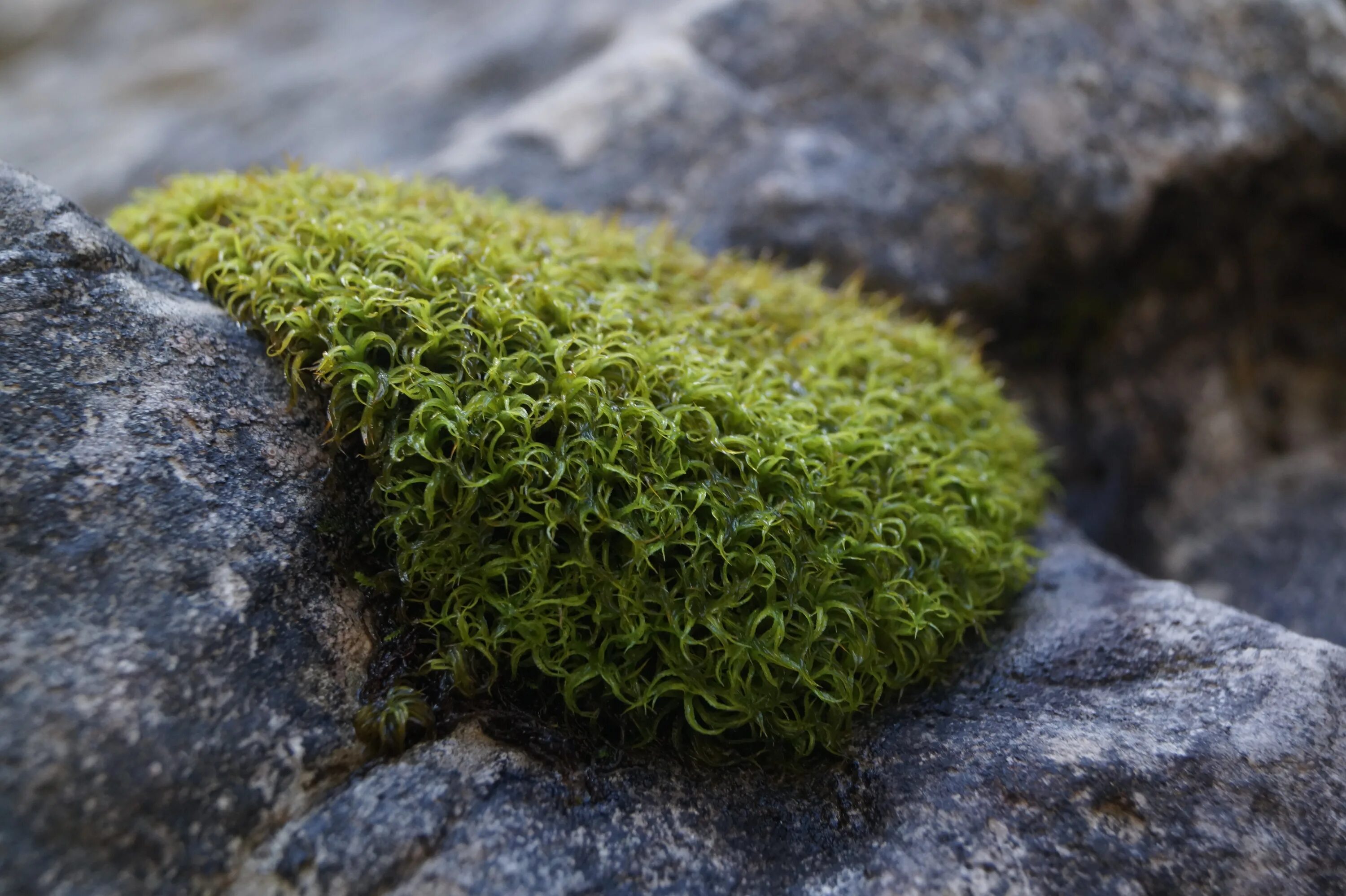 Лесной мох фото Free Images : nature, rock, structure, lawn, leaf, flower, stone, moss, seaweed,
