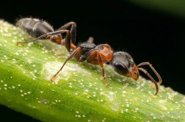 Лесной муравей фото Муравьи рода Pseudomyrmex обладают очень интересной внешностью и поведением. Вне