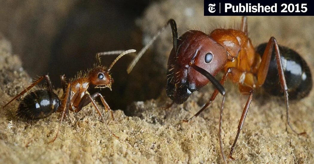 Лесной муравей фото Ants Can Change Their Roles, Study Finds - The New York Times
