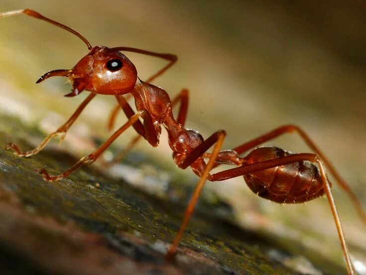Лесной муравей фото Pin en Ants