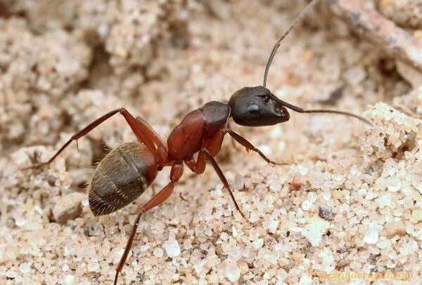 Лесной муравей фото Camponotus chromaiodes. Фотография из альбома Кампонотусы - 5 из 80 ВКонтакте