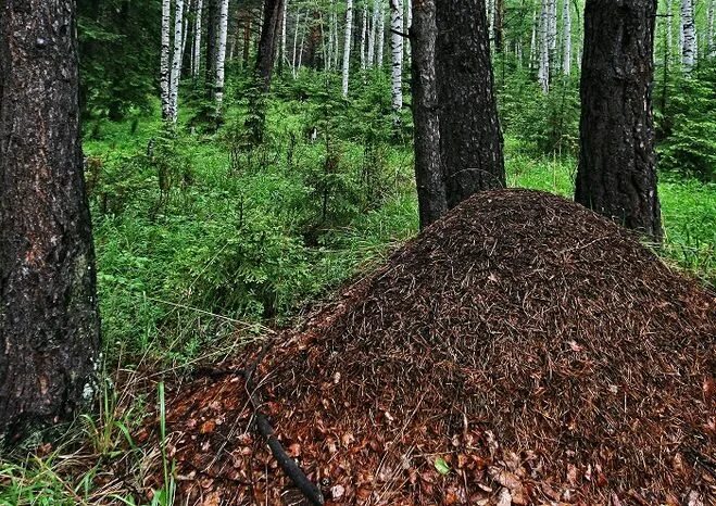 Лесной муравейник фото Загадка. Домик маленький, а жителей много. Что это?