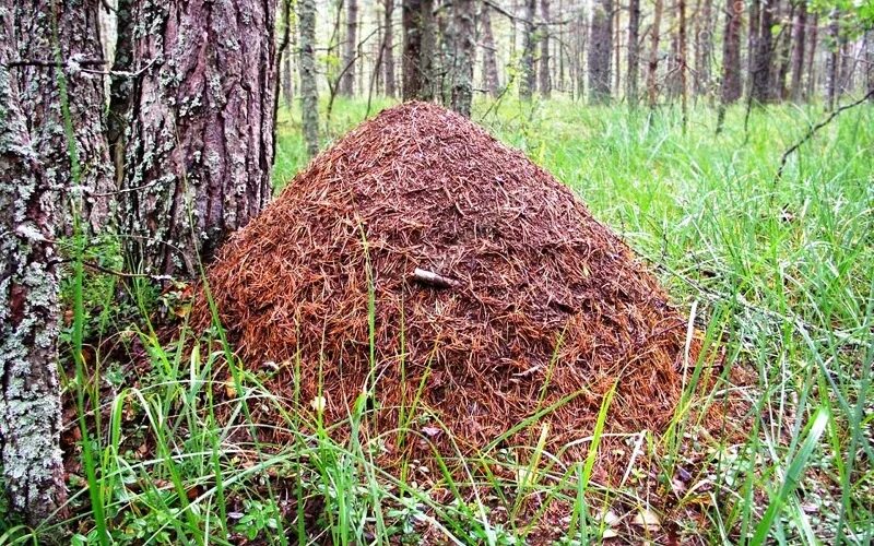 Лесной муравейник фото Ответы Mail.ru: почему человейник.. ---чистый хаос