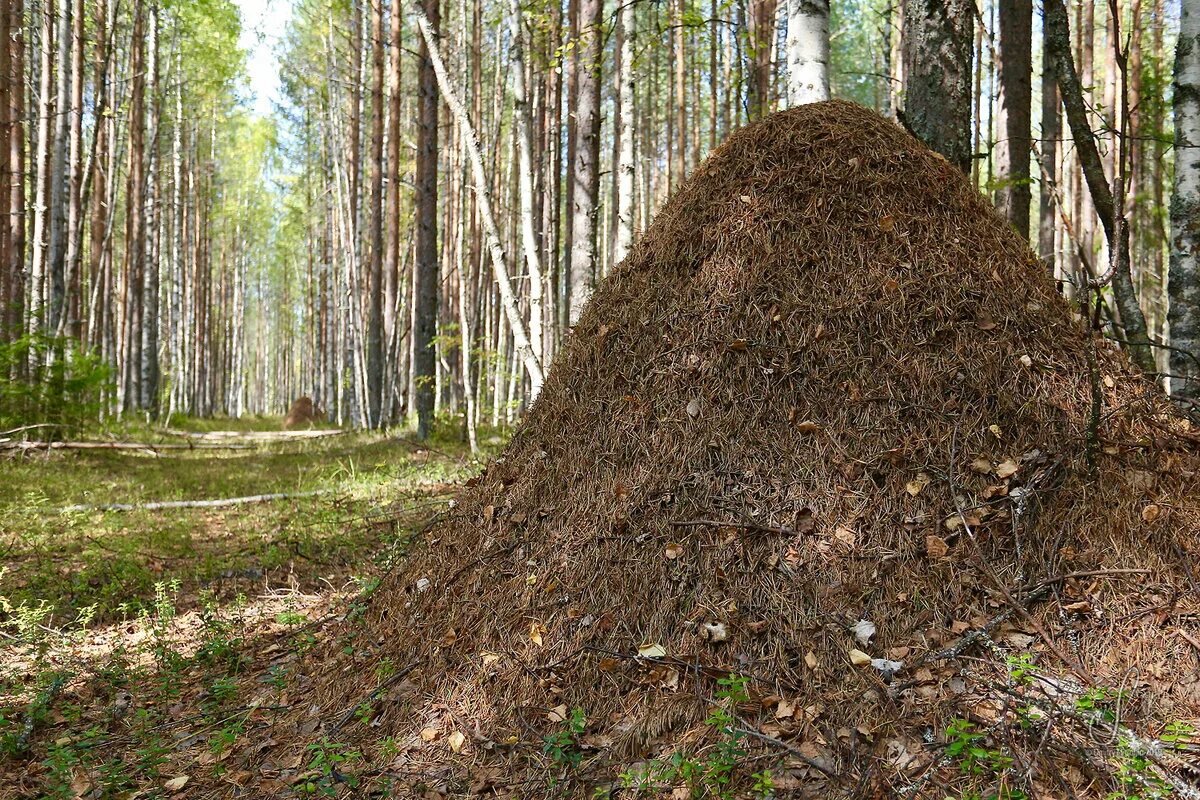 Лесной муравейник фото Муравьиная столица