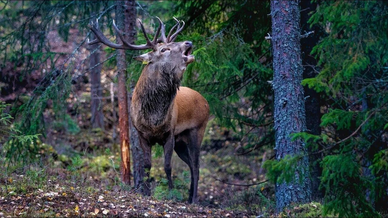 Лесной олень фото I caught a Red Deer on camera in the forest - YouTube