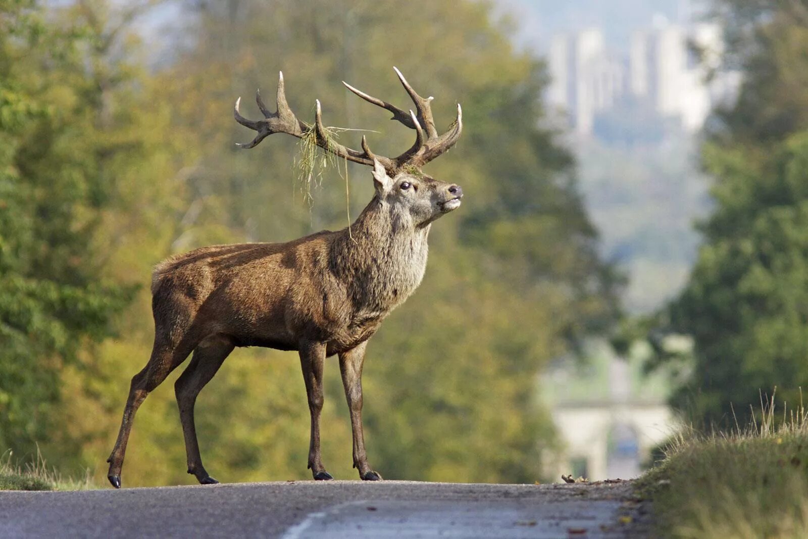 Лесной олень фото Dear oh deer, it’s that time of the year