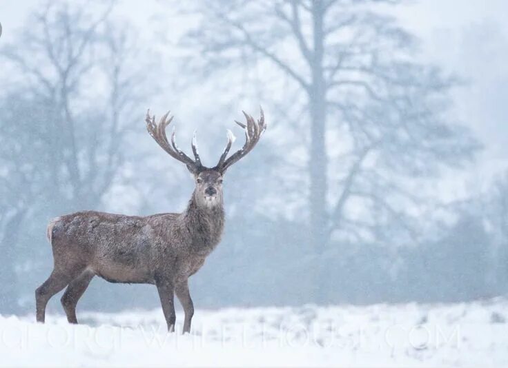 Лесной олень фото Pin by Rebekah Myers on Winter Solstice/Yule/Alban Arthan Deer, Red deer, Deer p