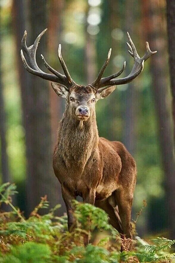 Лесной олень фото Новости Nature animals, Animals beautiful, Deer photos