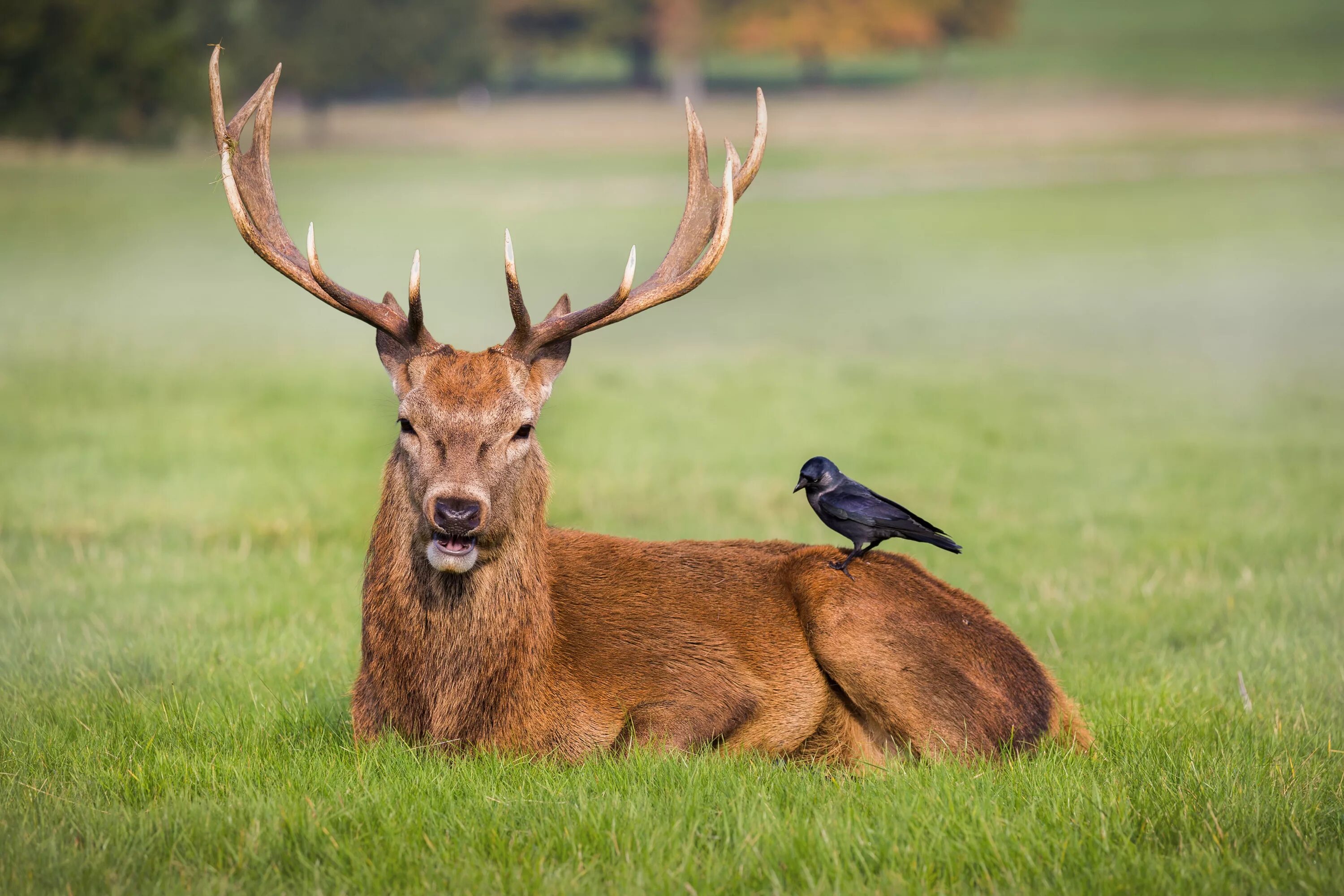 Лесной олень фото Скачать обои grass, field, crow, park, friends, deer, wildlife, antlers, раздел 