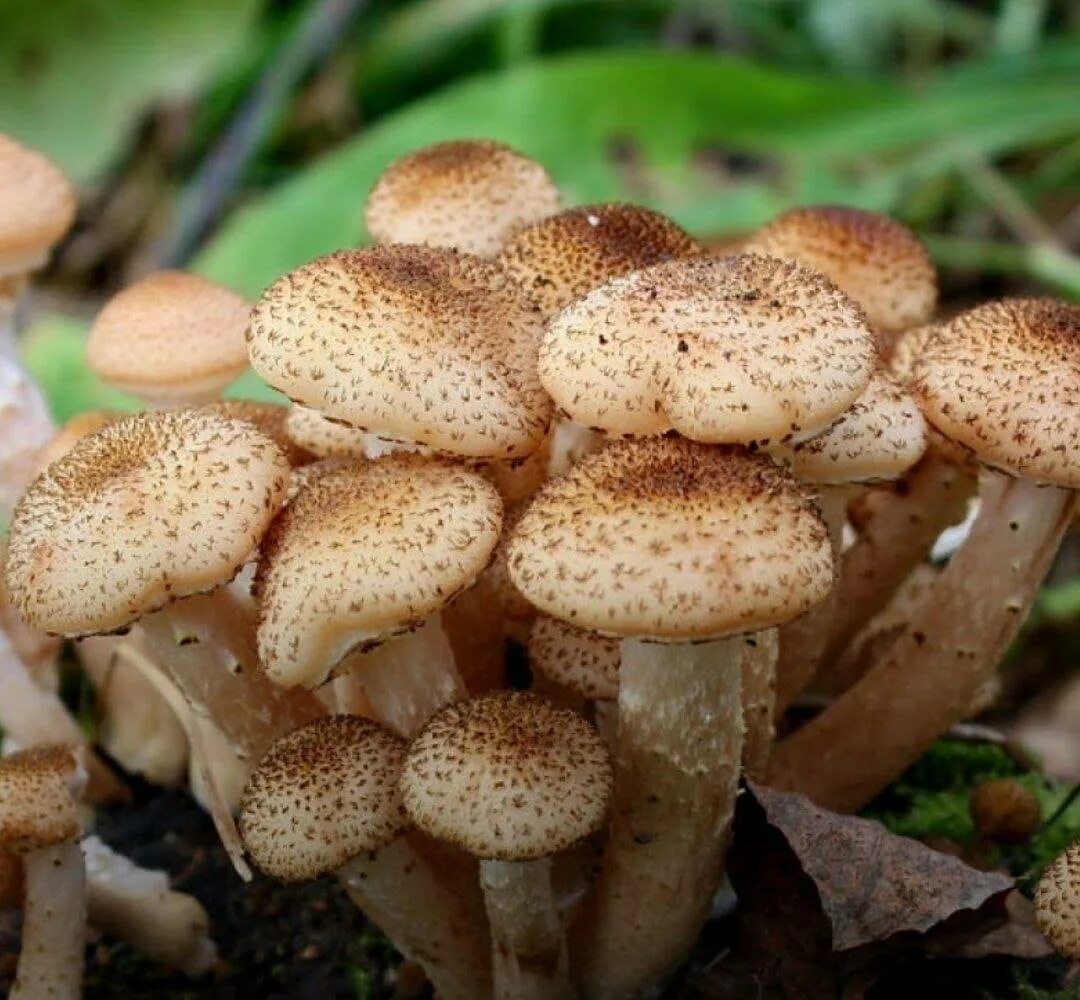 Лесной опенок осенний фото и описание Луковичные цветы купить саженцы с доставкой по России! Посадим Сад