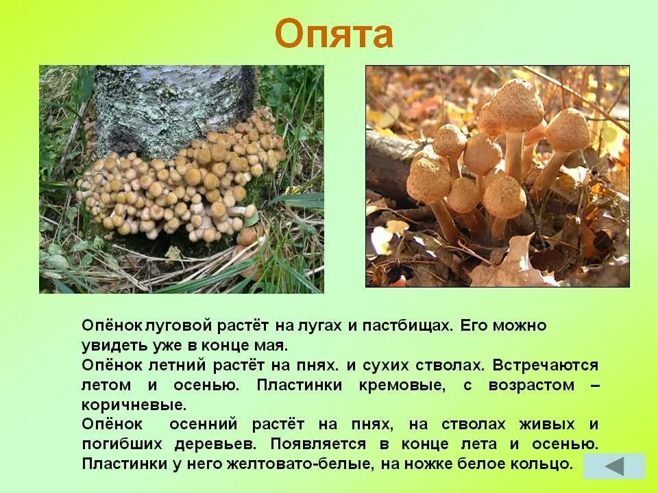 Лесной опенок осенний фото и описание Грибы опята описание - CoffeePapa.ru