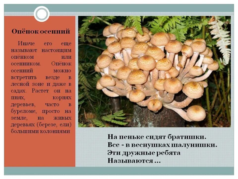 Лесной опенок осенний фото и описание Опенок кирпично-красный - описание, где растет, похожие виды, фото