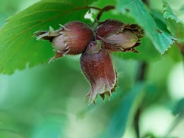 Лесной орех фото плода Corylus avellana - hazelnut hedging