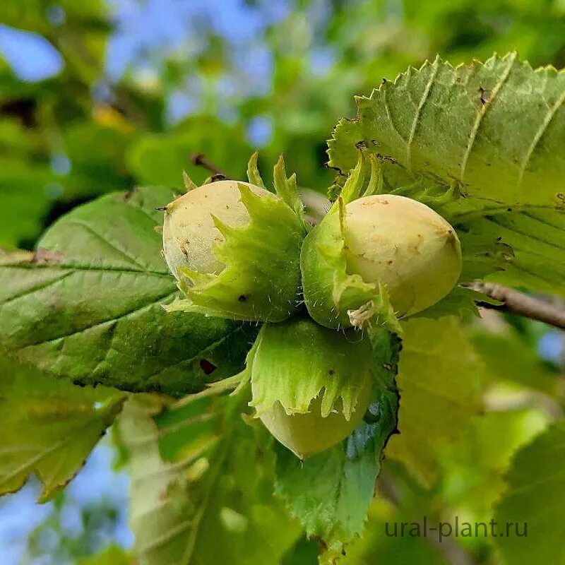 Лесной орех как растет фото Фундук сорт Северный