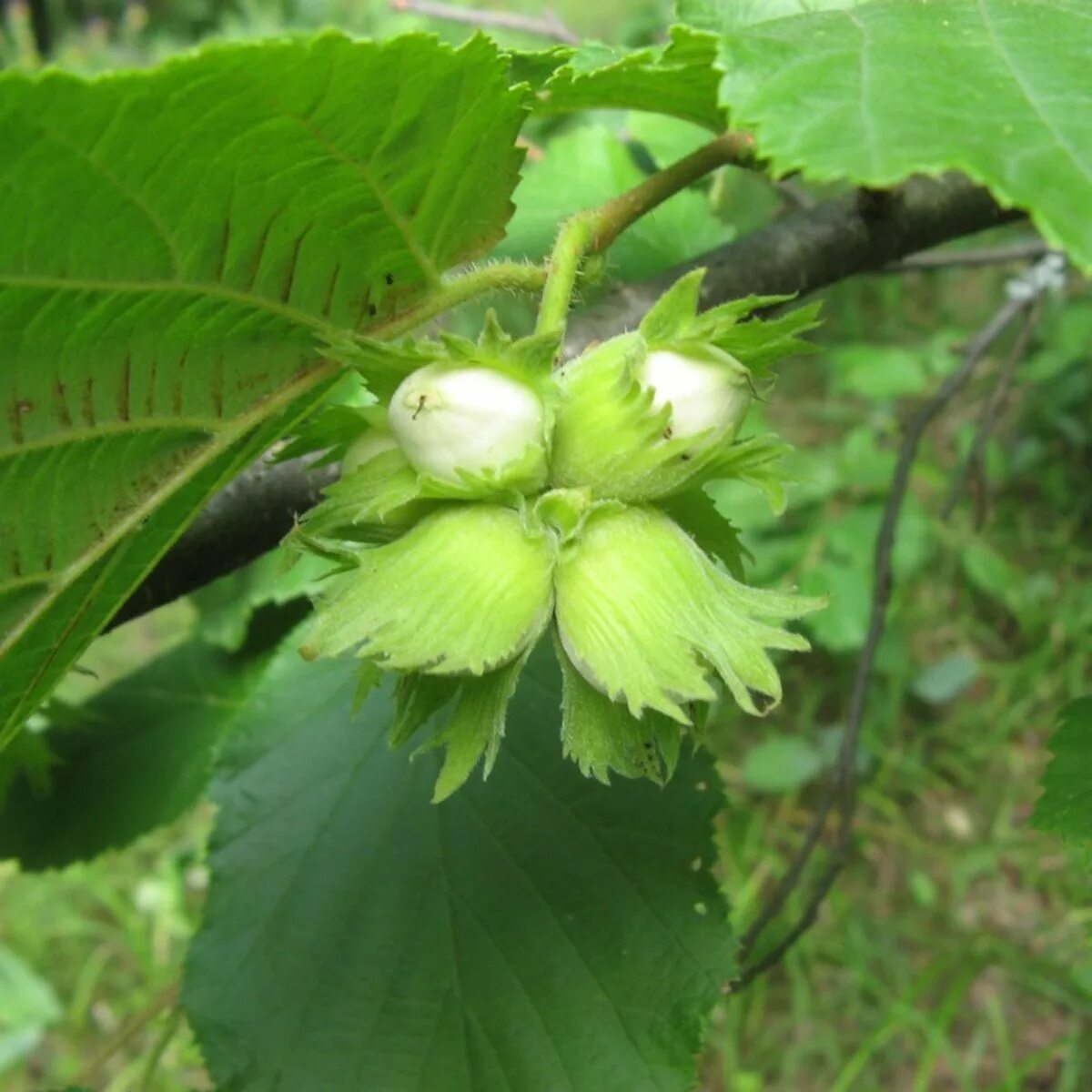 Лесной орех лещина фото Лещина обыкновенная (Corylus avellana L.) - Азовский лесопитомник