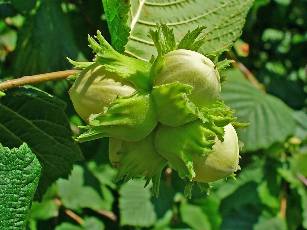 Лесной орех лещина фото Купить саженцы Фундук Corylus maxima Евгения в Москве с доставкой по всей России
