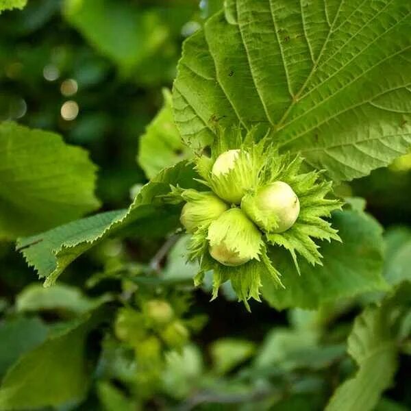Лесной орех лещина фото Make your own cobnut and mulberry granola Long blooming perennials, Filbert tree