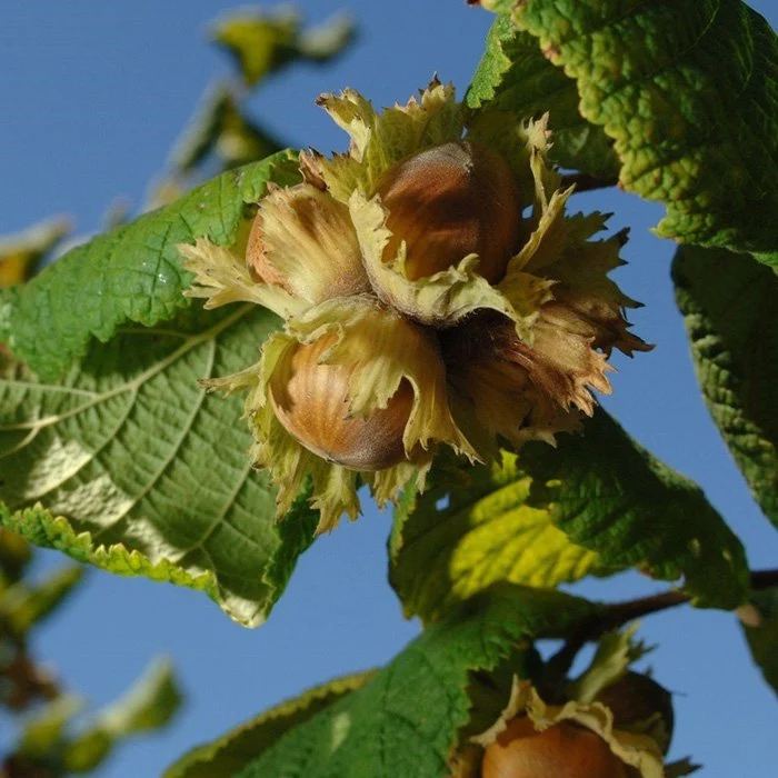 Лесной орех описание фото Купить Фундук Cosford - Фундук - GardenPlants