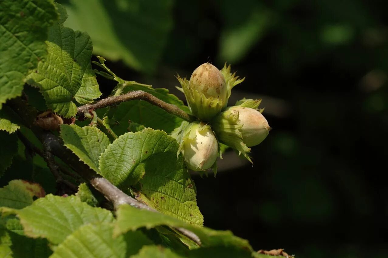 Лесной орех описание фото Corylus avellana - Image of an specimen - Plantarium