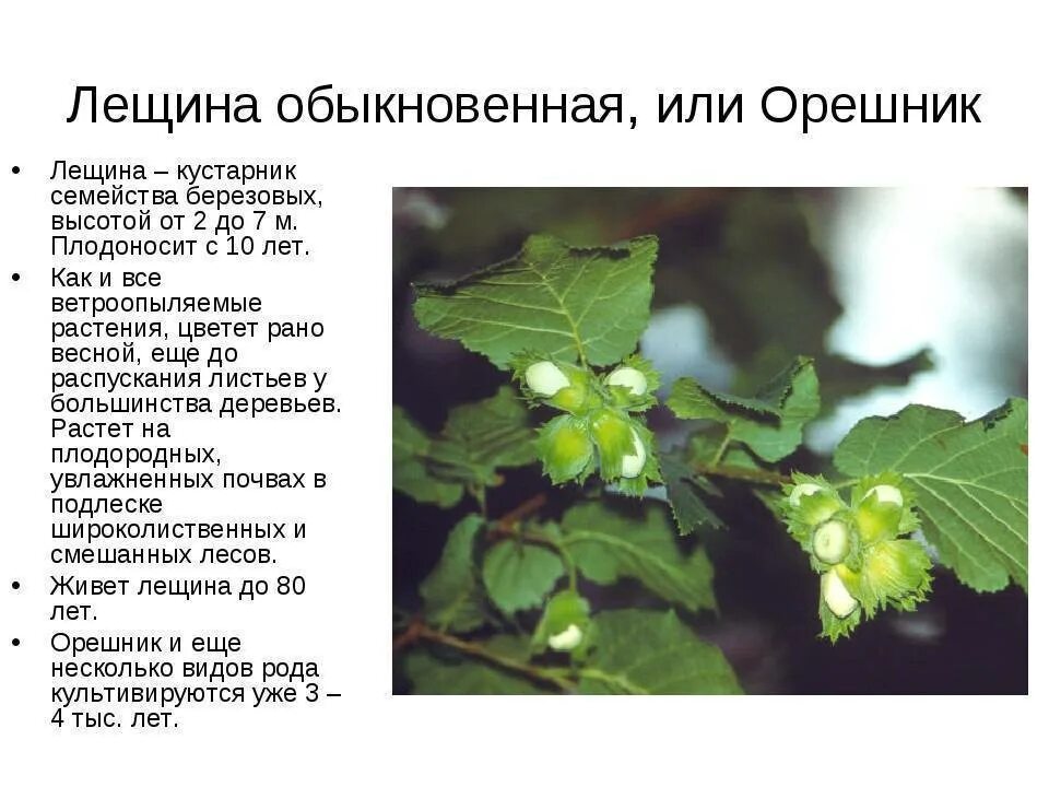 Лесной орех описание фото Виды кустарников (деревьев) орешника: лещина или лесной орех, фундук