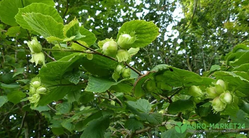 Лесной орешник фото Список красиво цветущих кустарников для тенистого сада Agro-Market24