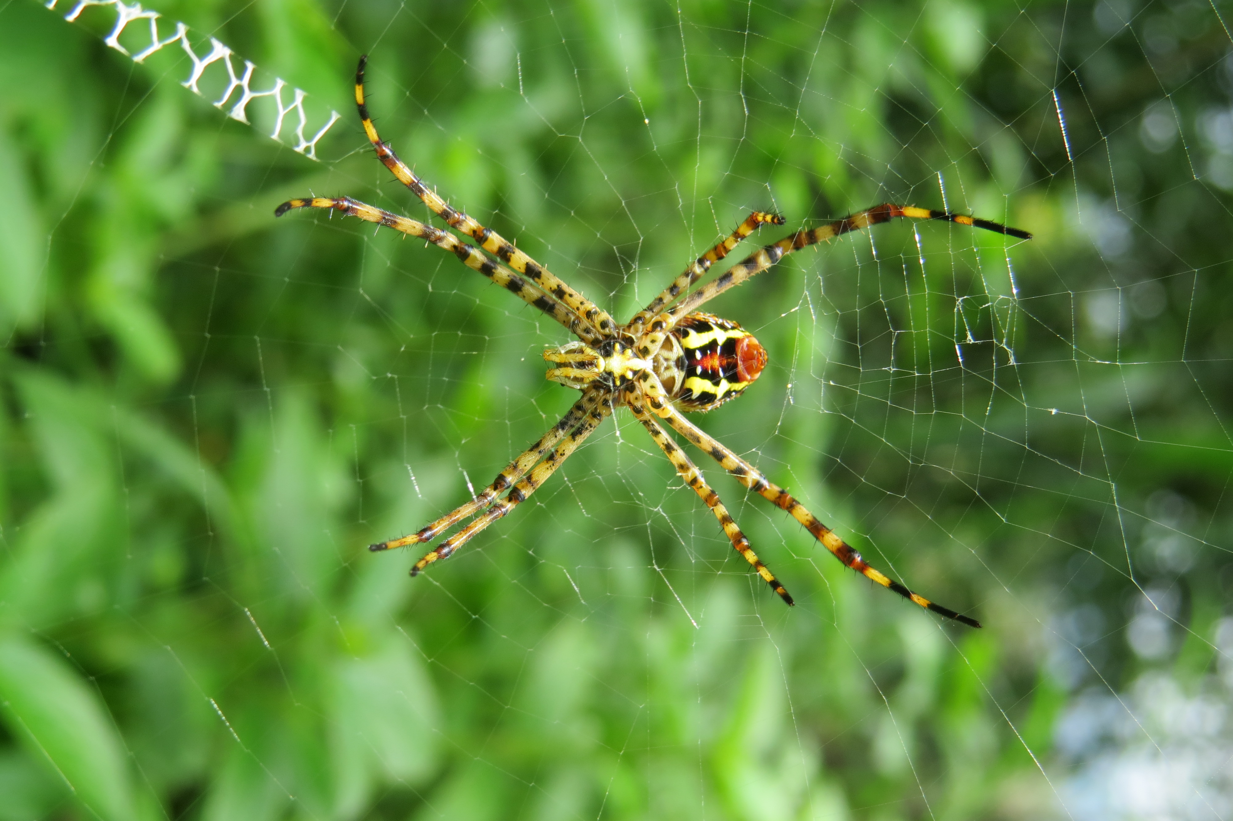 Лесной паук фото File:Unidentified Argiope - Signature spider at Peravoor (2).jpg - Wikimedia Com