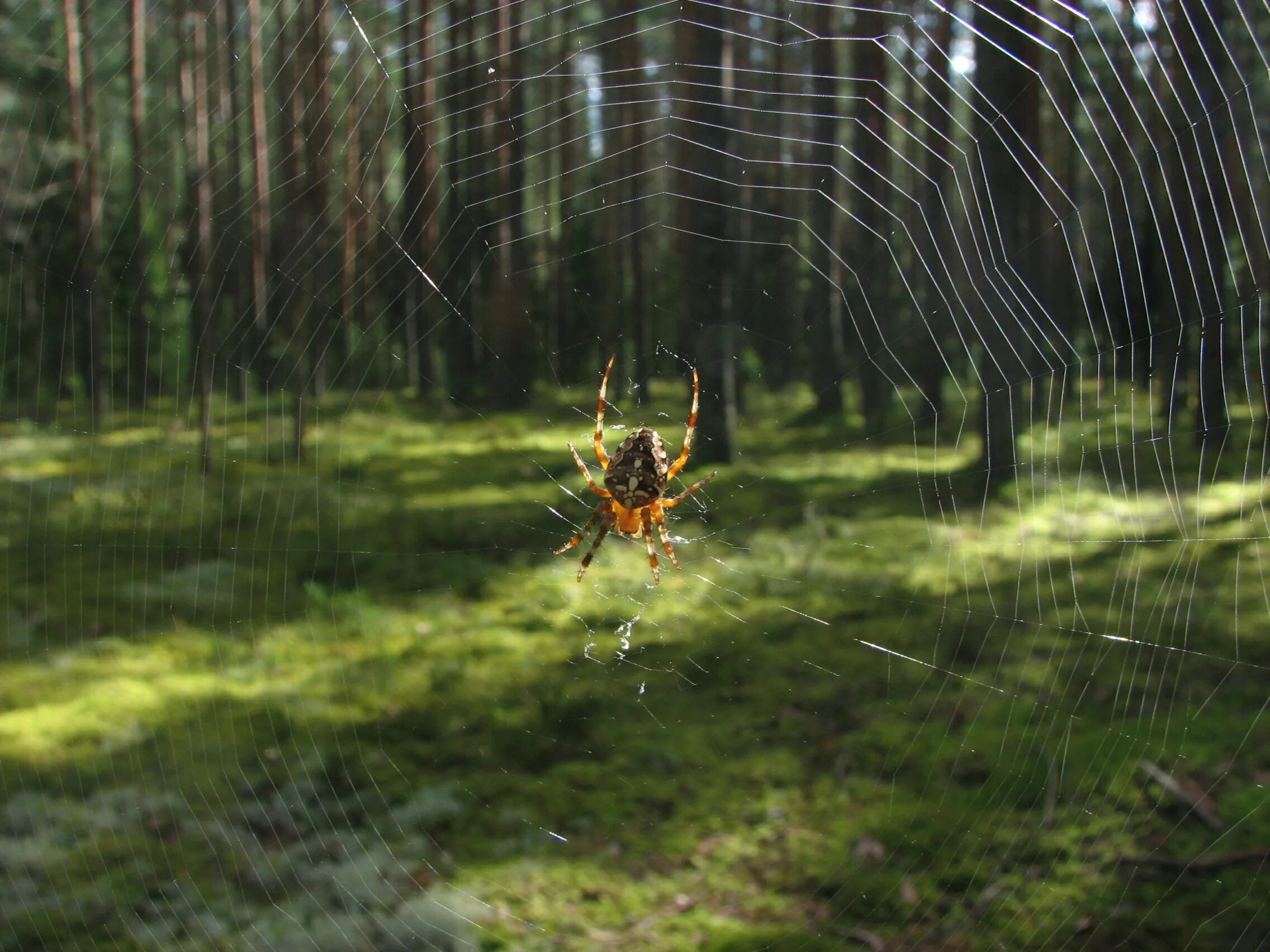 Лесной паук фото File:Spider forest 01 (30723429143).jpg - Wikimedia Commons