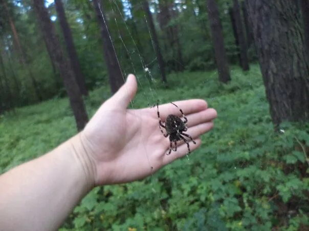 Лесной паук фото Приветствую Всех... Немного не по теме - но думаю многие сталкивались... После п