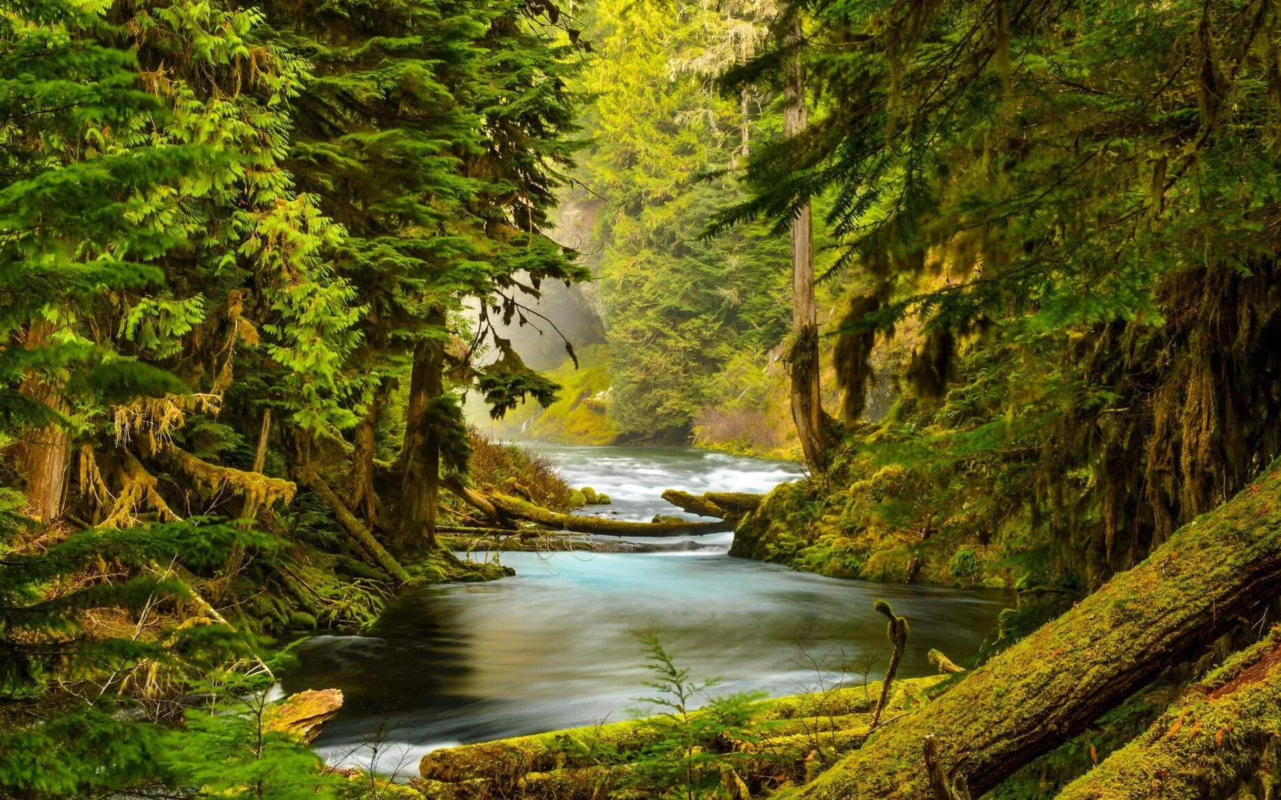 Лесной пейзаж фото Download Oregon McKenzie River Wallpaper Wallpapers.com