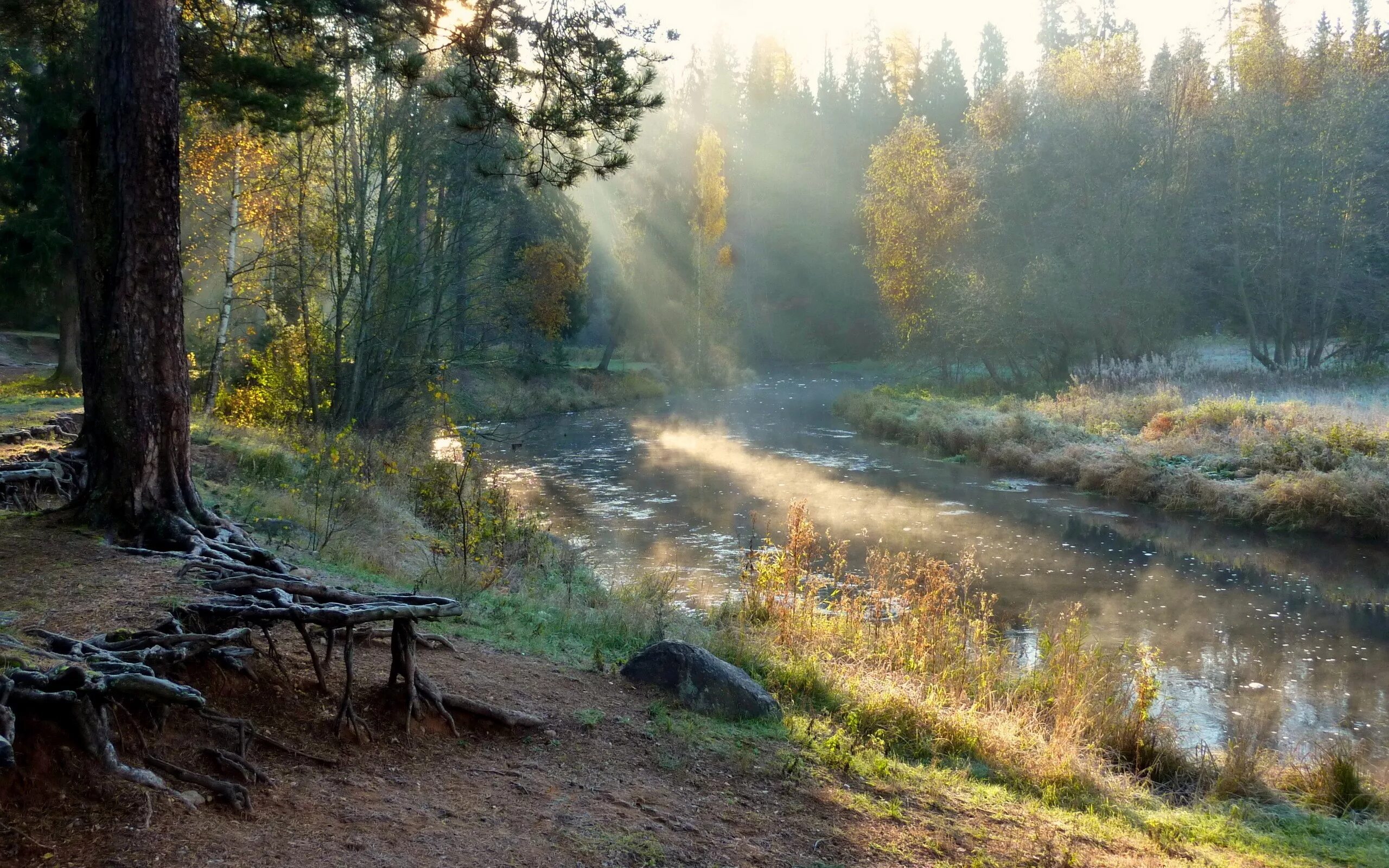 Лесной пейзаж фото Wallpaper : sunlight, trees, landscape, forest, nature, morning, mist, river, wi