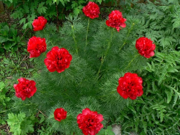 Лесной пион фото и описание семена Картинки по запросу травянистый пион Peonies, Bloom, Perennials