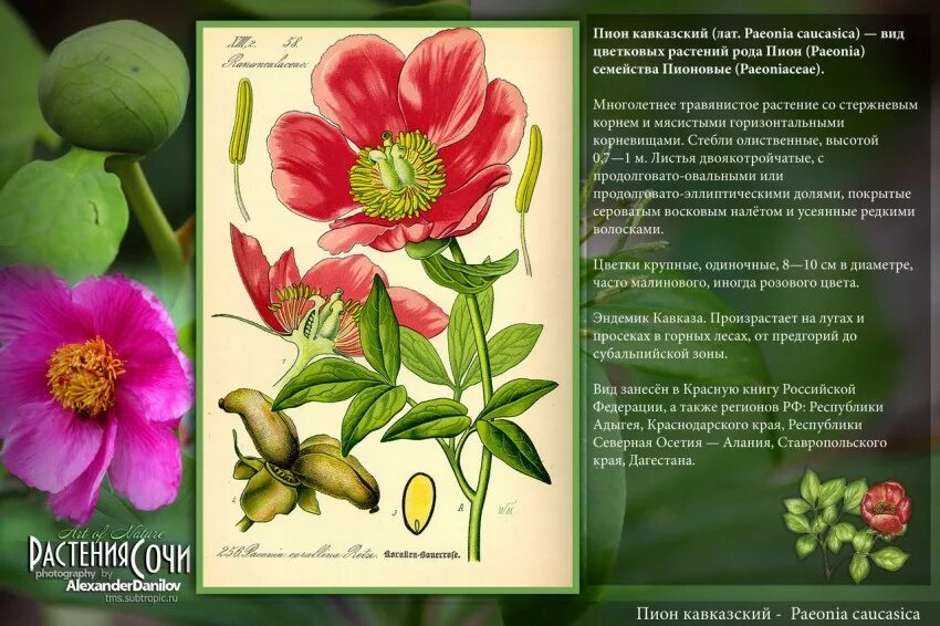 Лесной пион фото и описание семена пионы / Поиск по тегам / ПриветСочи.ру - Сочи
