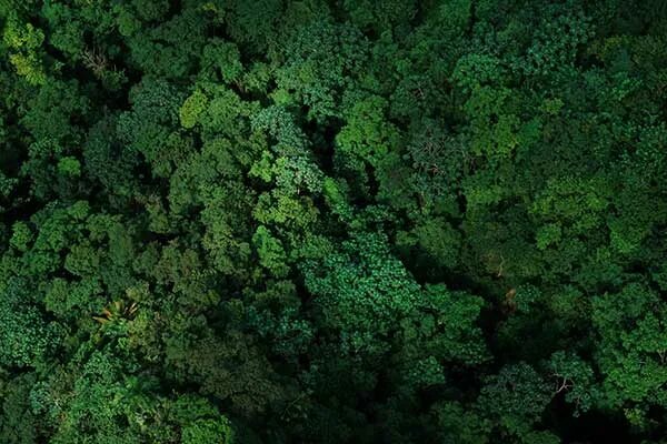 Лесной план фото dominicana Revista Travesías Inspiración para viajeros