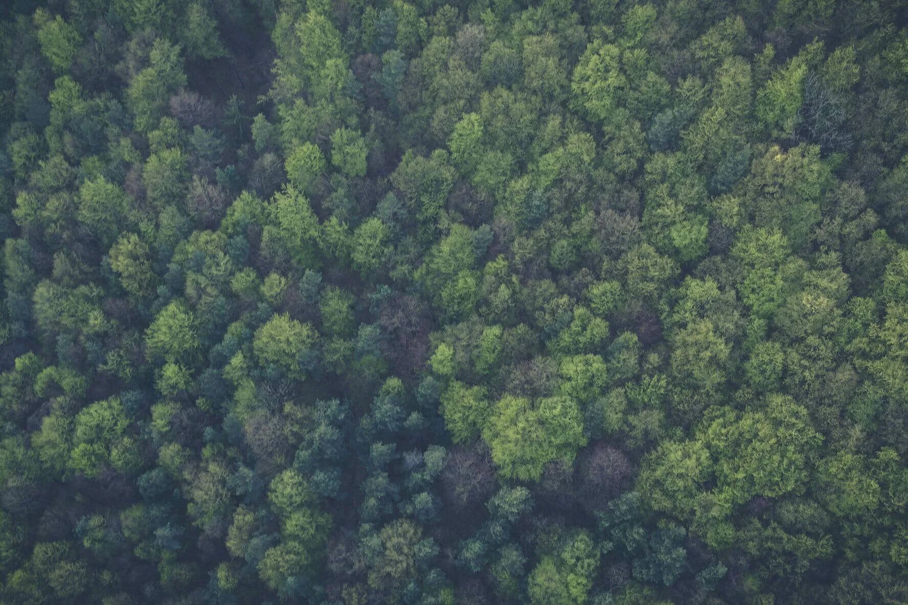 Лесной план фото RUS webinar: Estimation of forest above-ground biomass using Sentinel 2 data - e