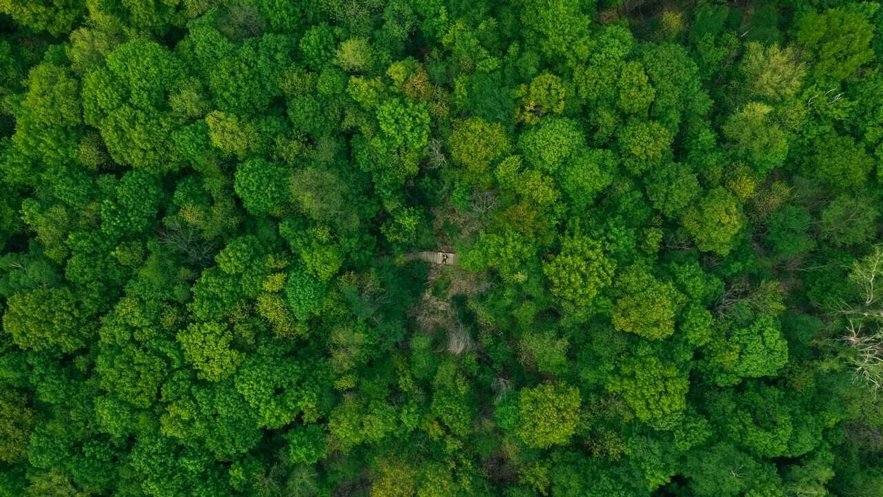 Лесной план фото Купить недорогие готовые картины с видом природы - купить по низкой цене на Янде
