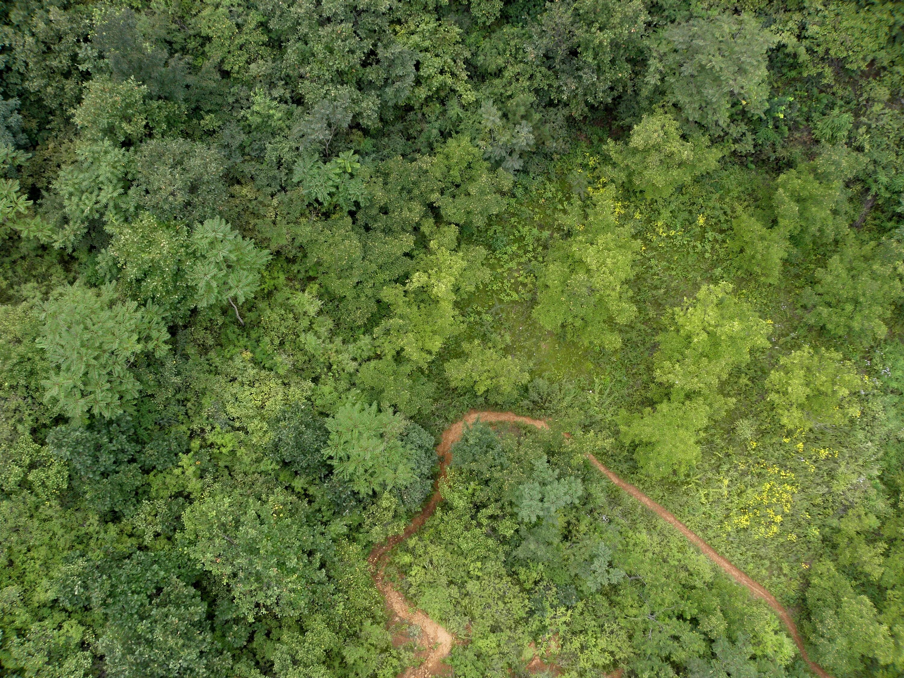 Лесной план фото Top View of Trees in Forest