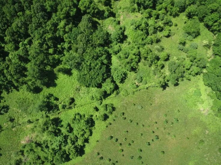 Лесной план фото Ecosynth Flies its New 500 by 500 Meter 3D Scan Tree plan, Tree plan photoshop, 