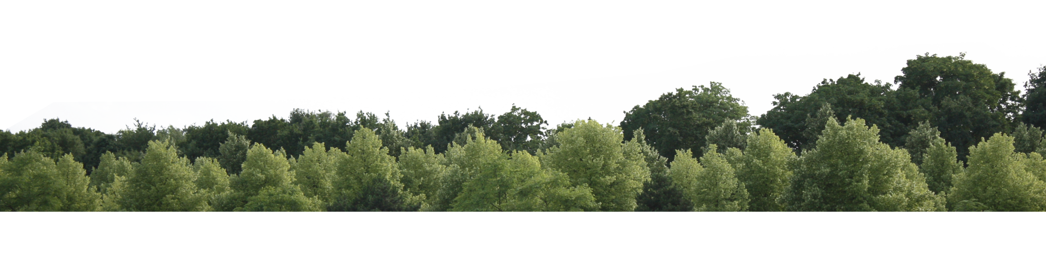 Лесной план фото Tree Skyline PNG Image Tree photoshop, Photoshop rendering, Architecture collage